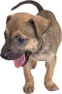 Spooky the dog, the inspiration behind Spooky Planning